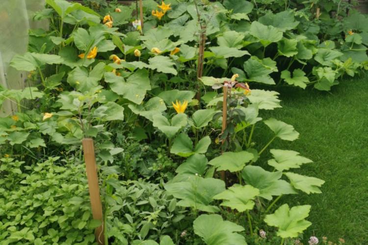 HRANĂ  VIE – LEAC  SĂ-ȚI  FIE! (partea a doua)