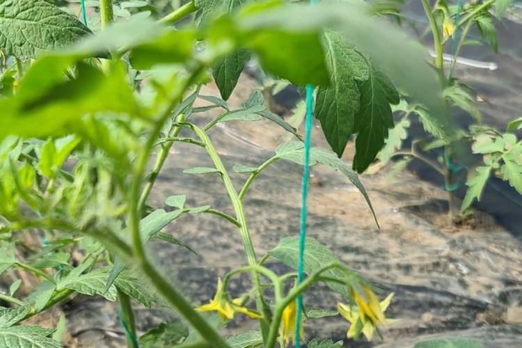 HRANA VIE,  LEAC SĂ-ȚI FIE! (partea întâia)